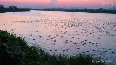 傍晚小河里一群散养鸭子唯美